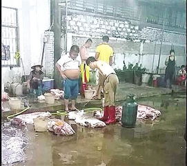 澄邁生豬批發(fā)疑云 白豬變黑豬背后的食品安全隱憂